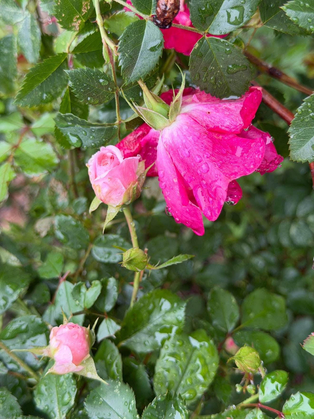 Pink roses beaded with raindrops.