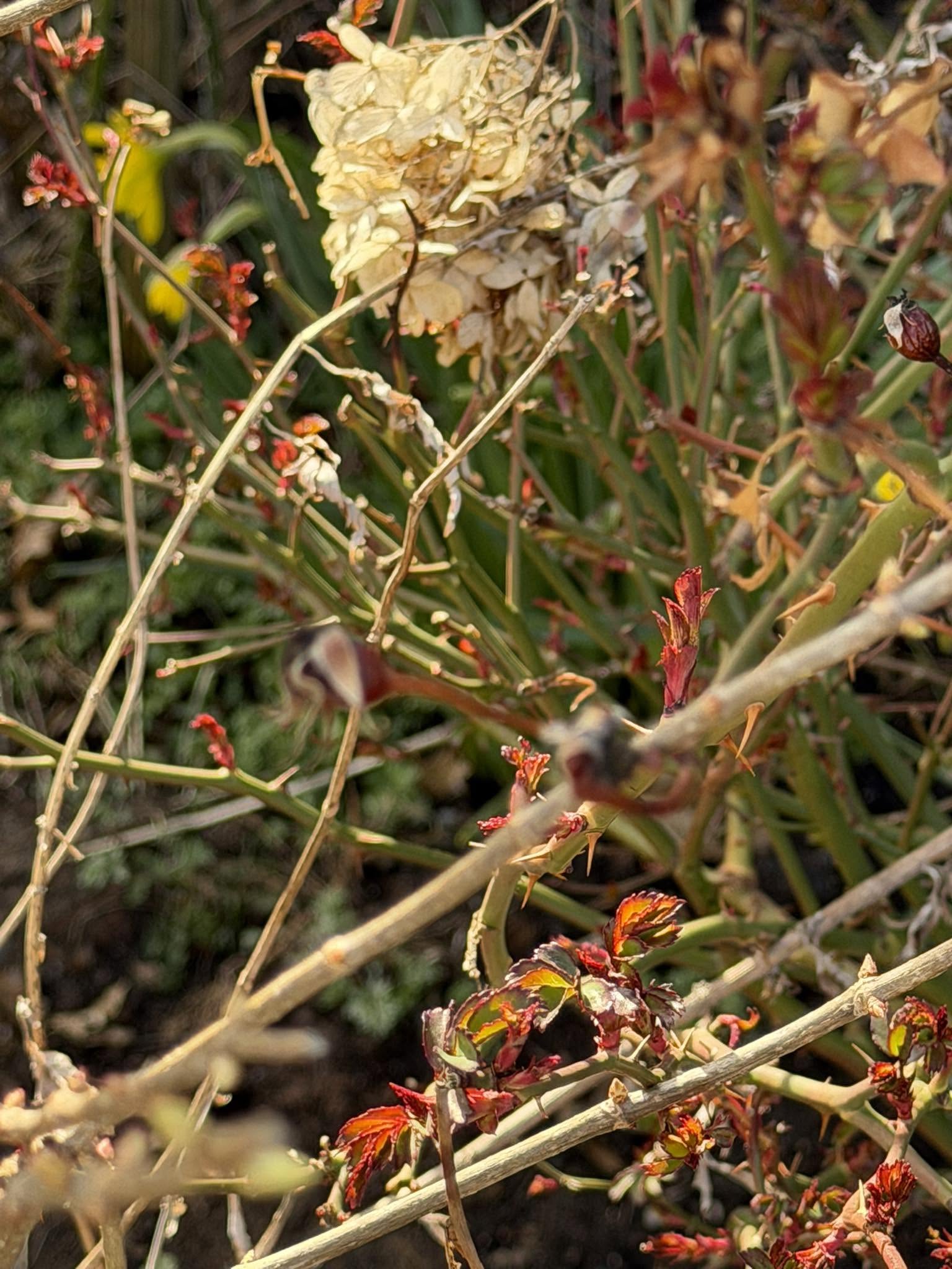 Close-up of rose canes putting out new red spring growth beside a dried hydrangea head.