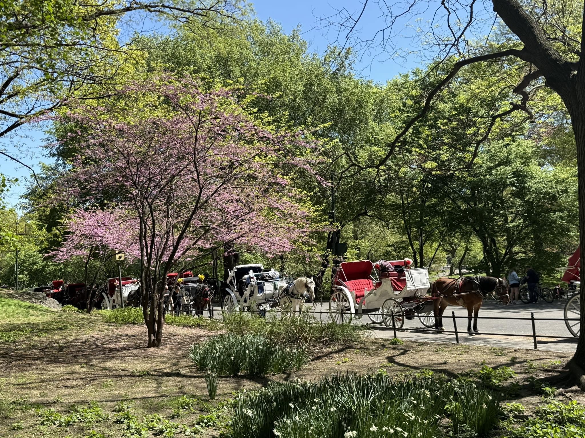 Horse-drawn carriages wait along a path in Central Park amid pink spring blossoms and new green leaves.