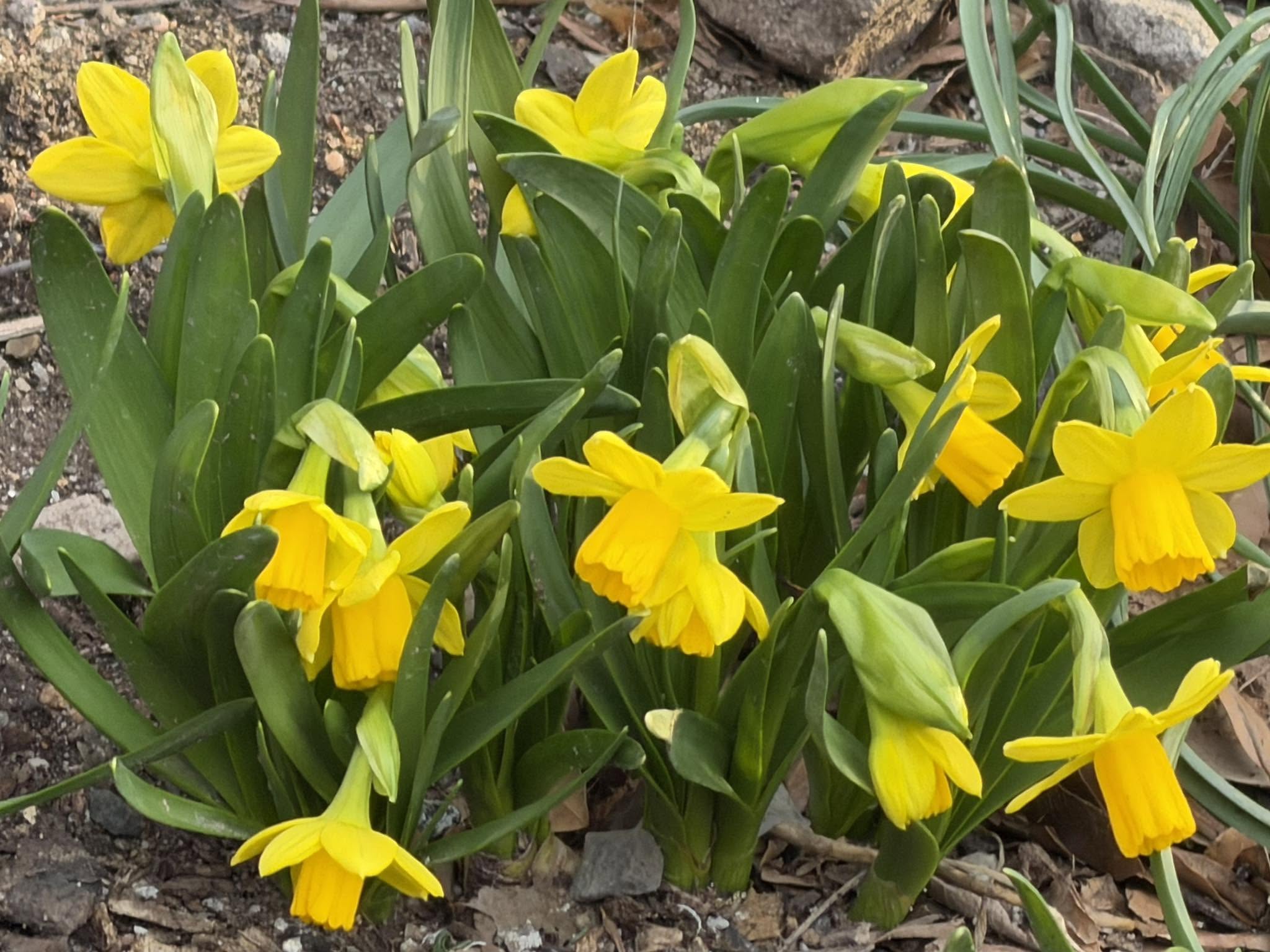 Yellow daffodils blooming among green leaves in the garden.