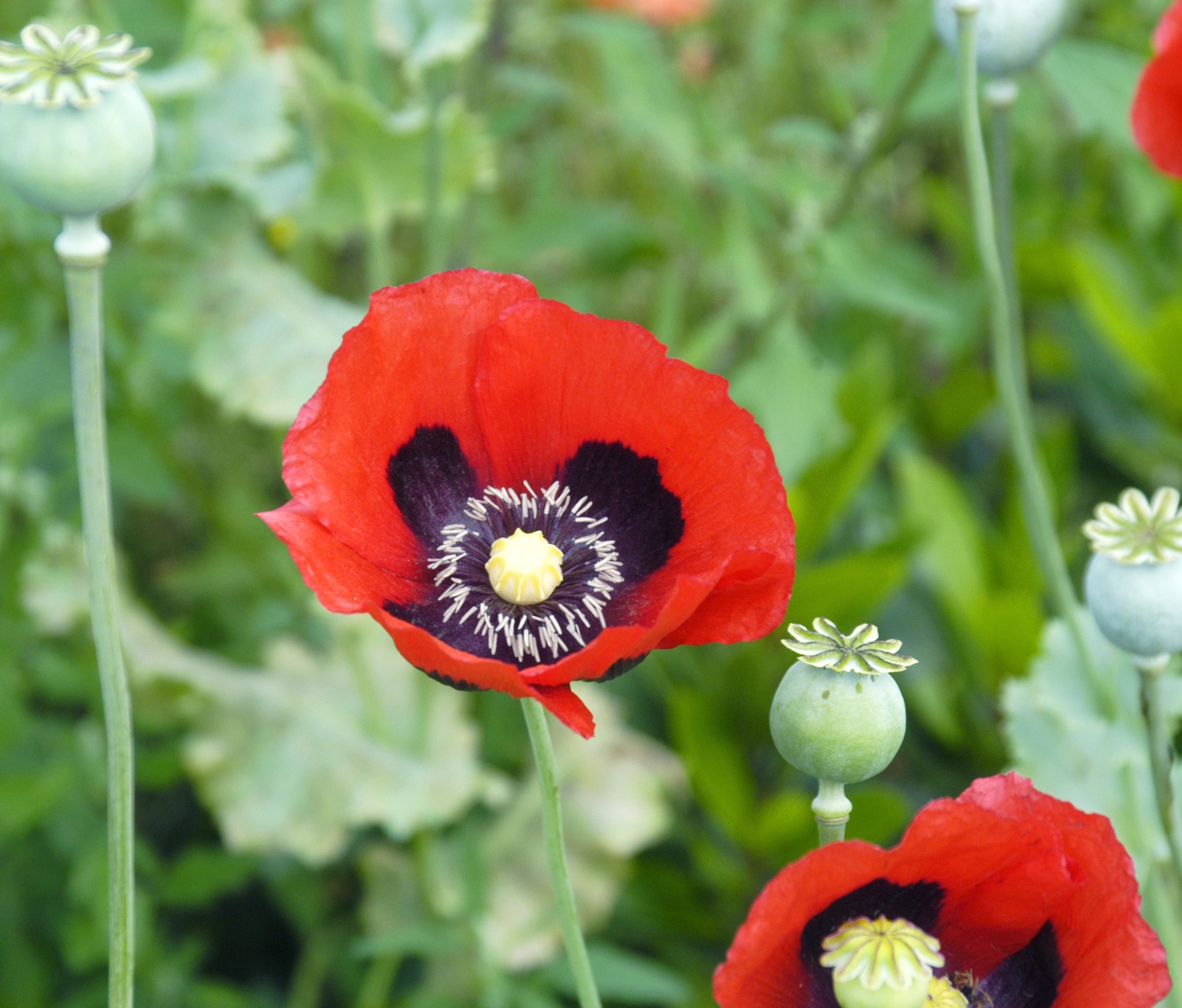 Red opium poppy flowers and green seed pods (illustrative image)