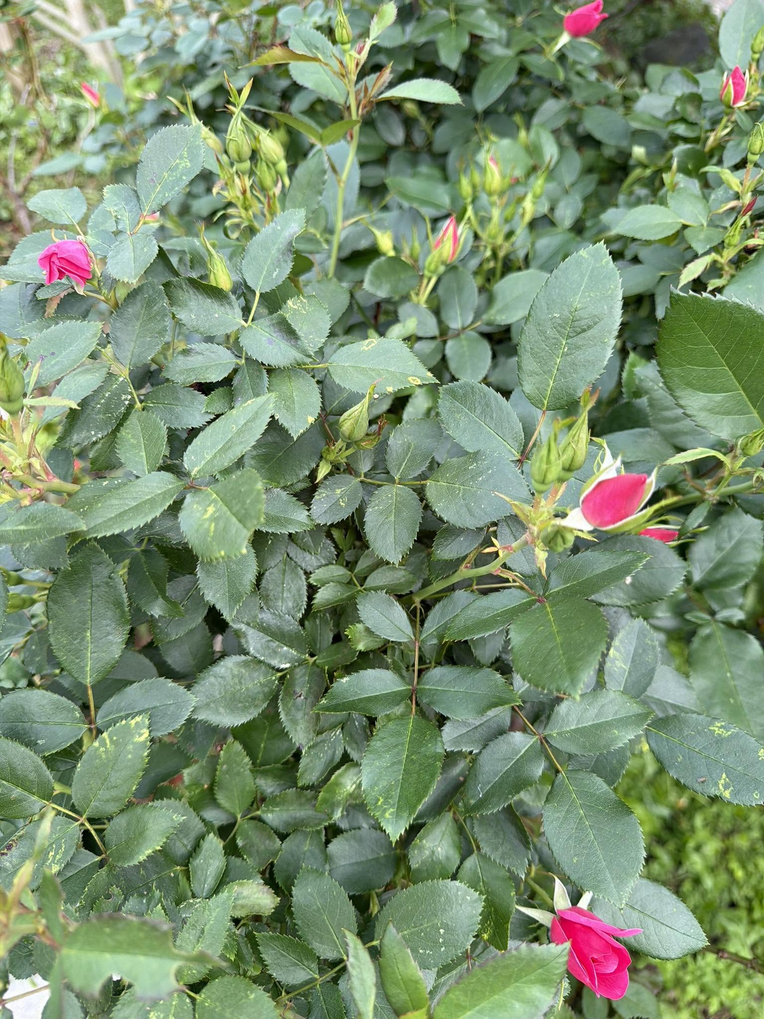 Red rosebuds bloom on a rosebush.