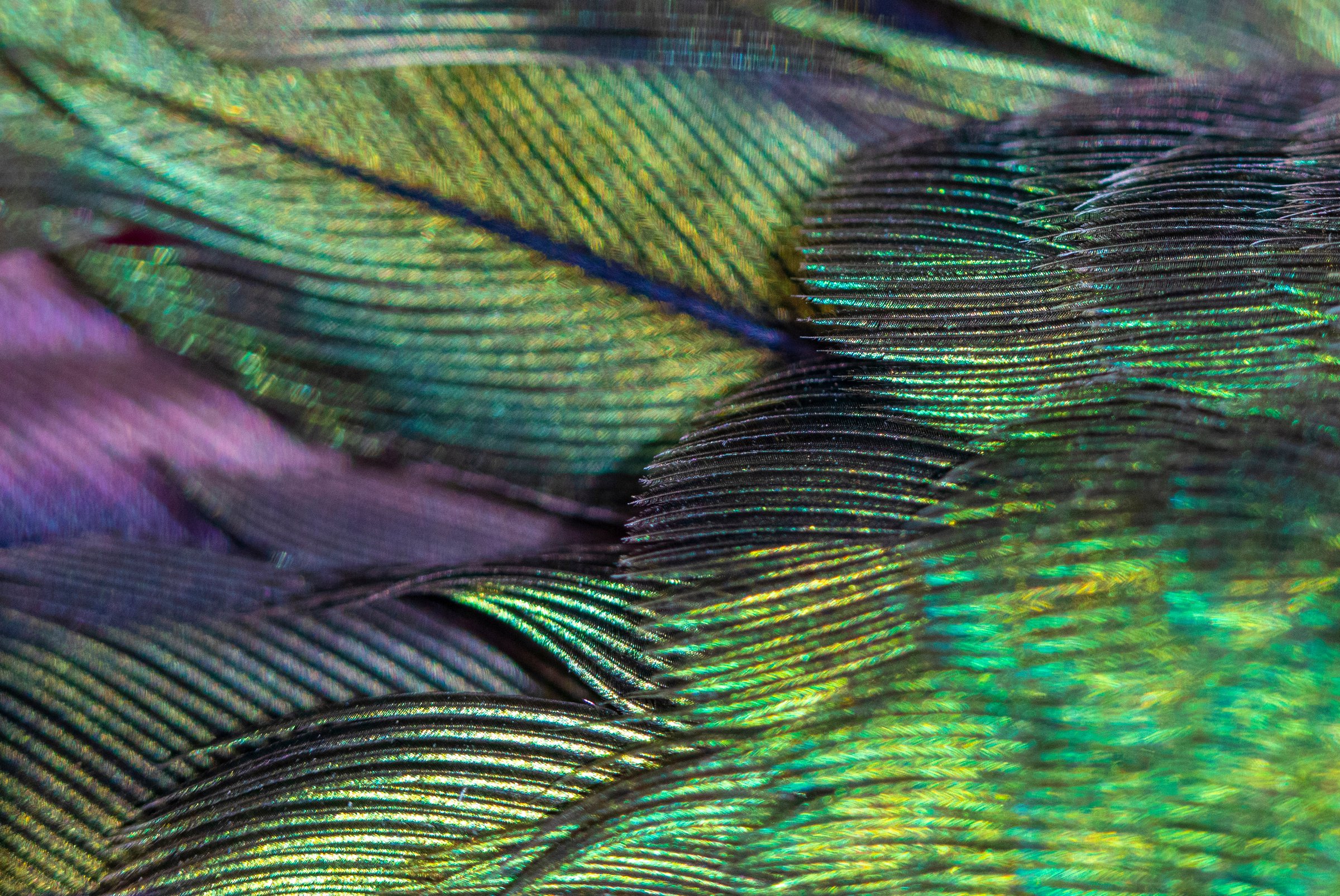 Close-up of iridescent green and violet hummingbird feathers